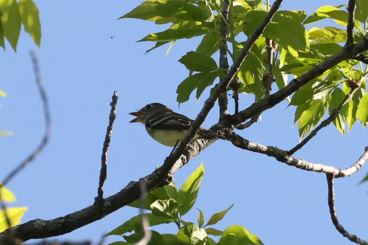 Least Flycatcher - ML637719620