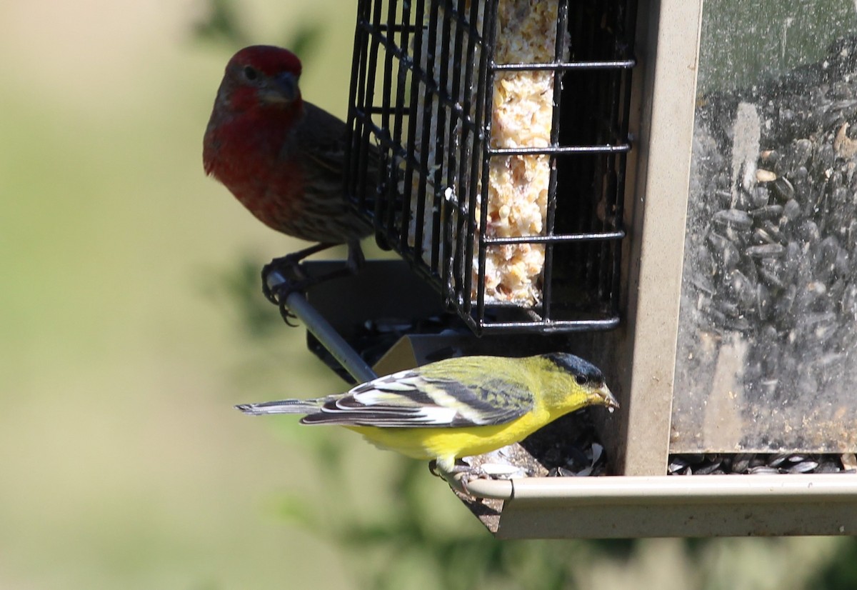 Чиж малий - ML637719621