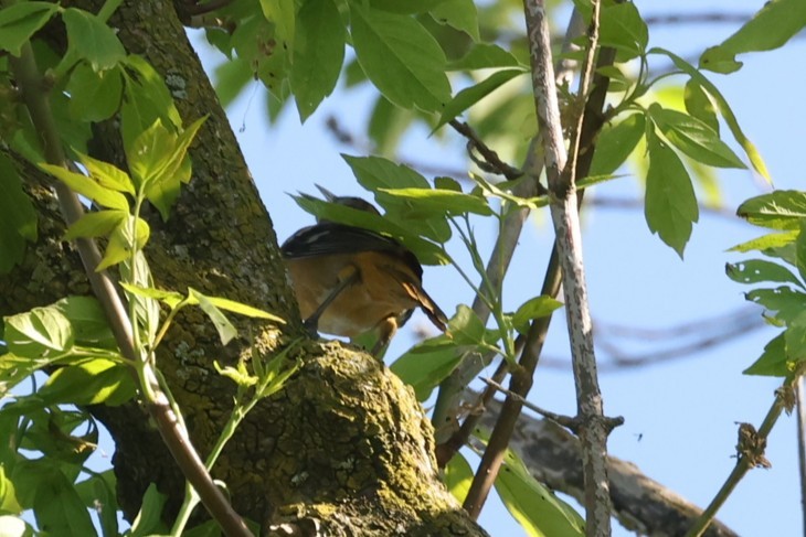 Baltimore Oriole - ML637719631