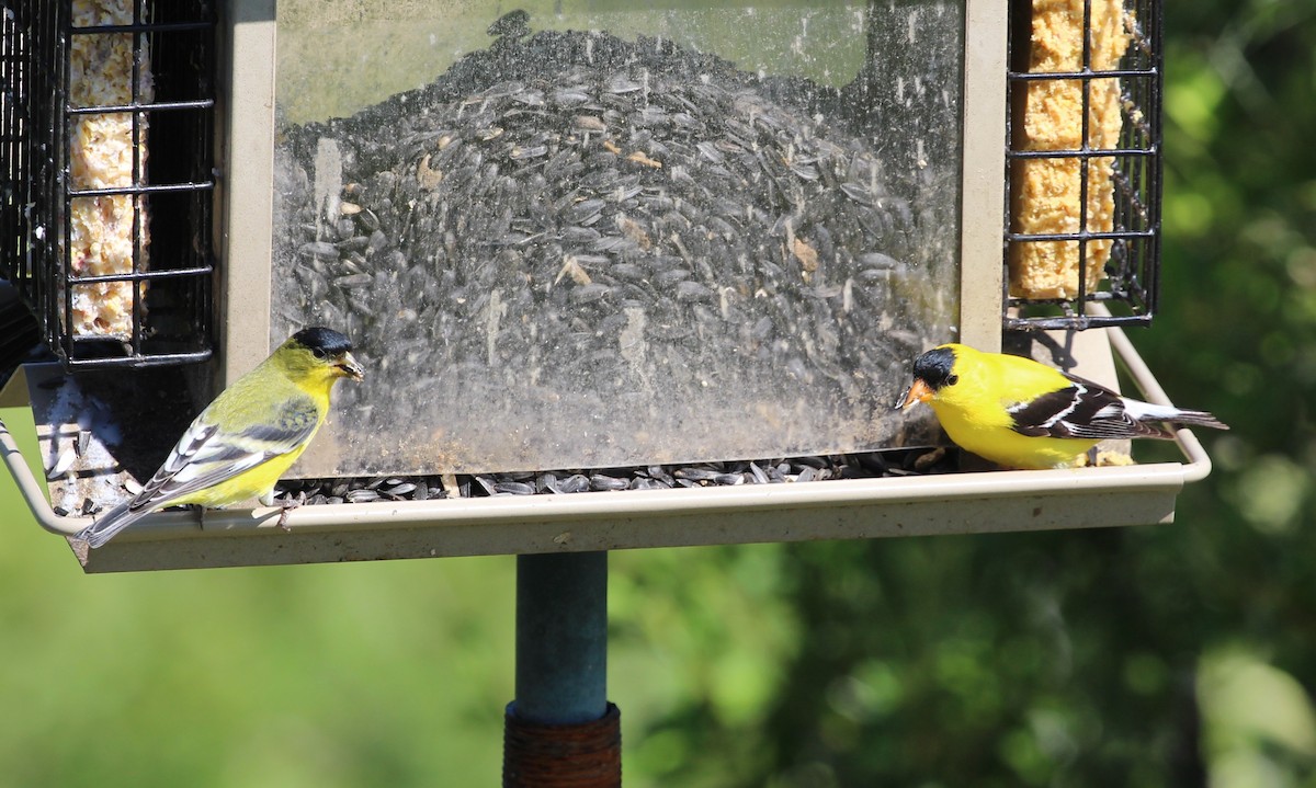 Чиж малий - ML637719632