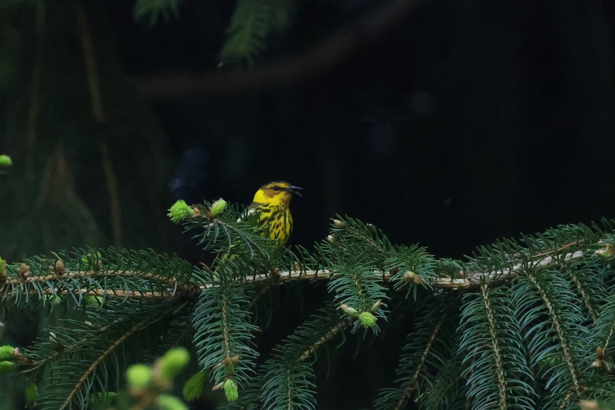 Cape May Warbler - ML637719641