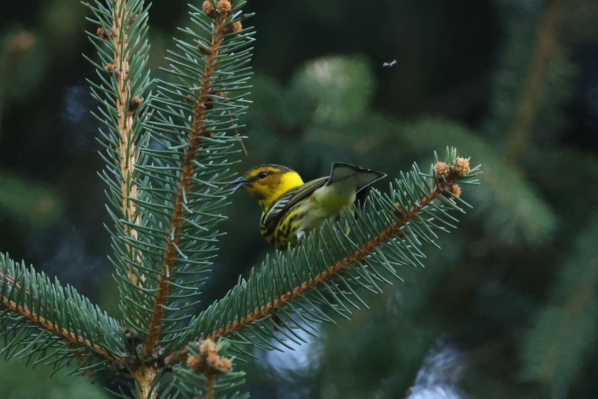 Cape May Warbler - ML637719642