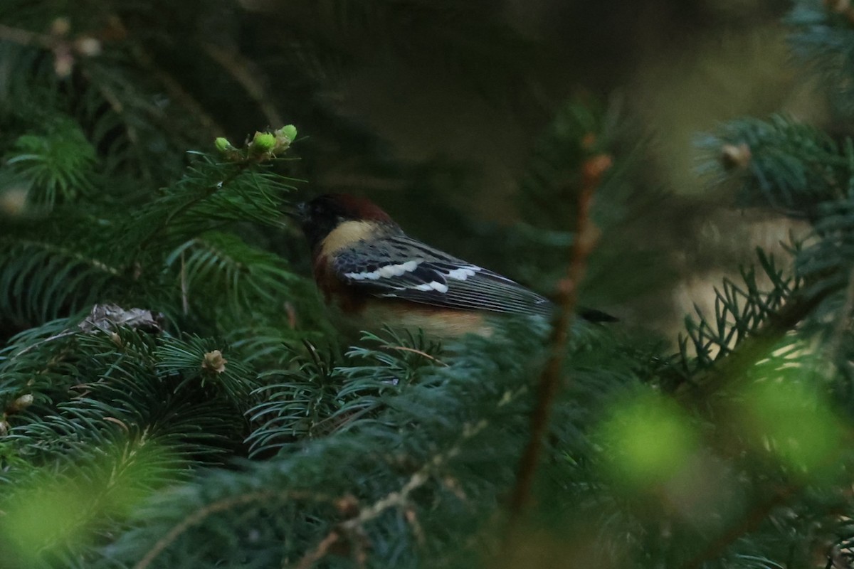 Bay-breasted Warbler - ML637719647