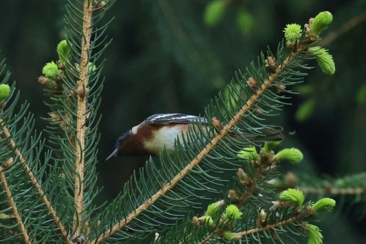 Bay-breasted Warbler - ML637719648