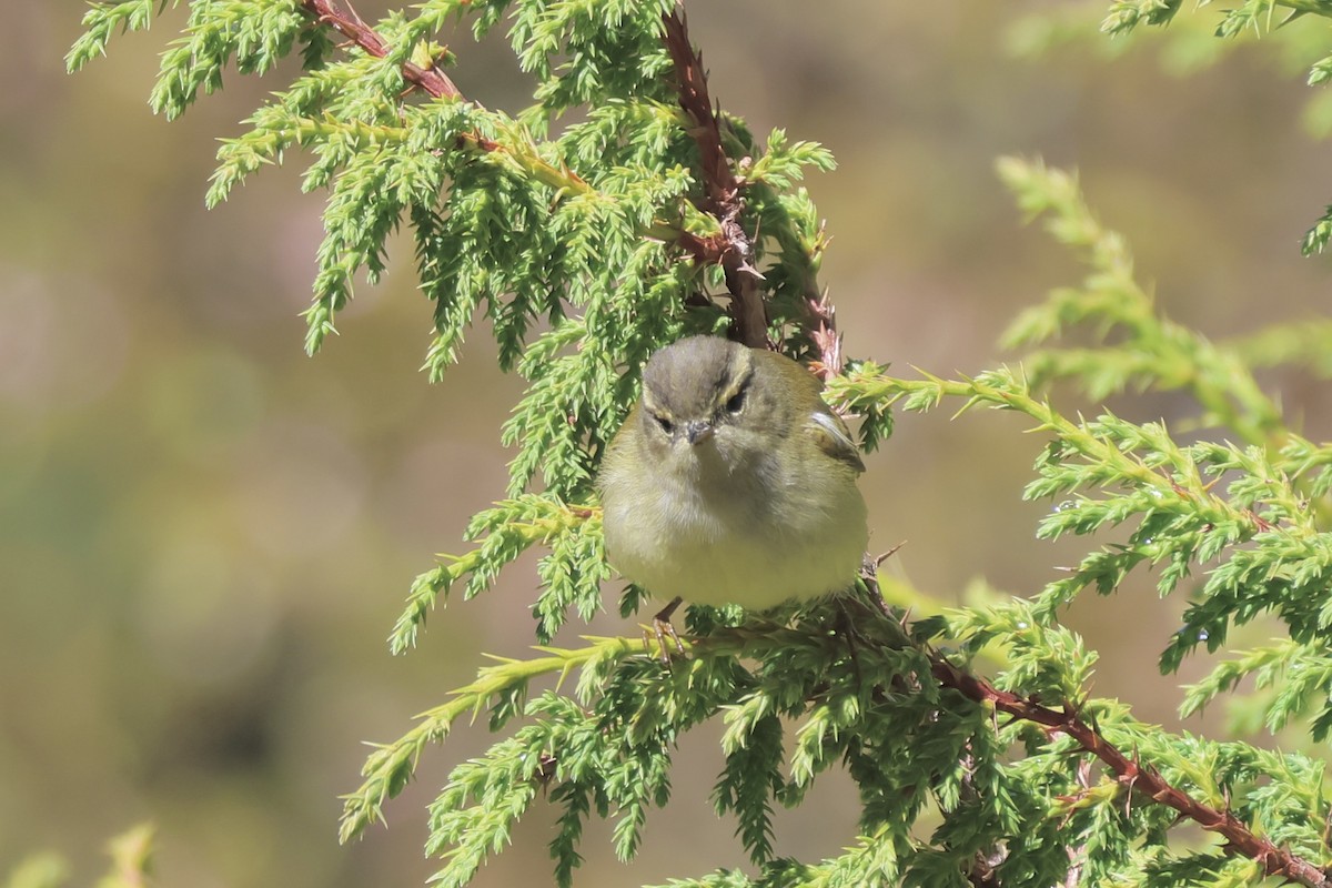 Buff-barred Warbler - ML637719651