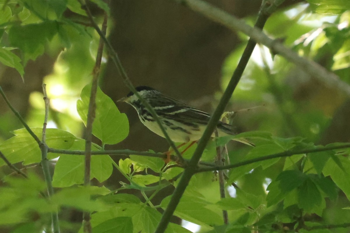 Blackpoll Warbler - ML637719656