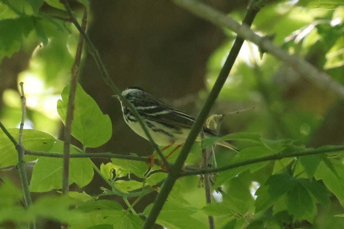 Blackpoll Warbler - ML637719657