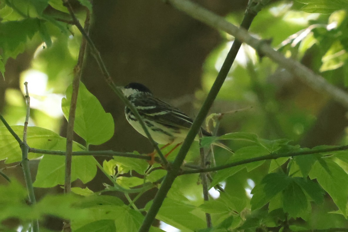 Blackpoll Warbler - ML637719658