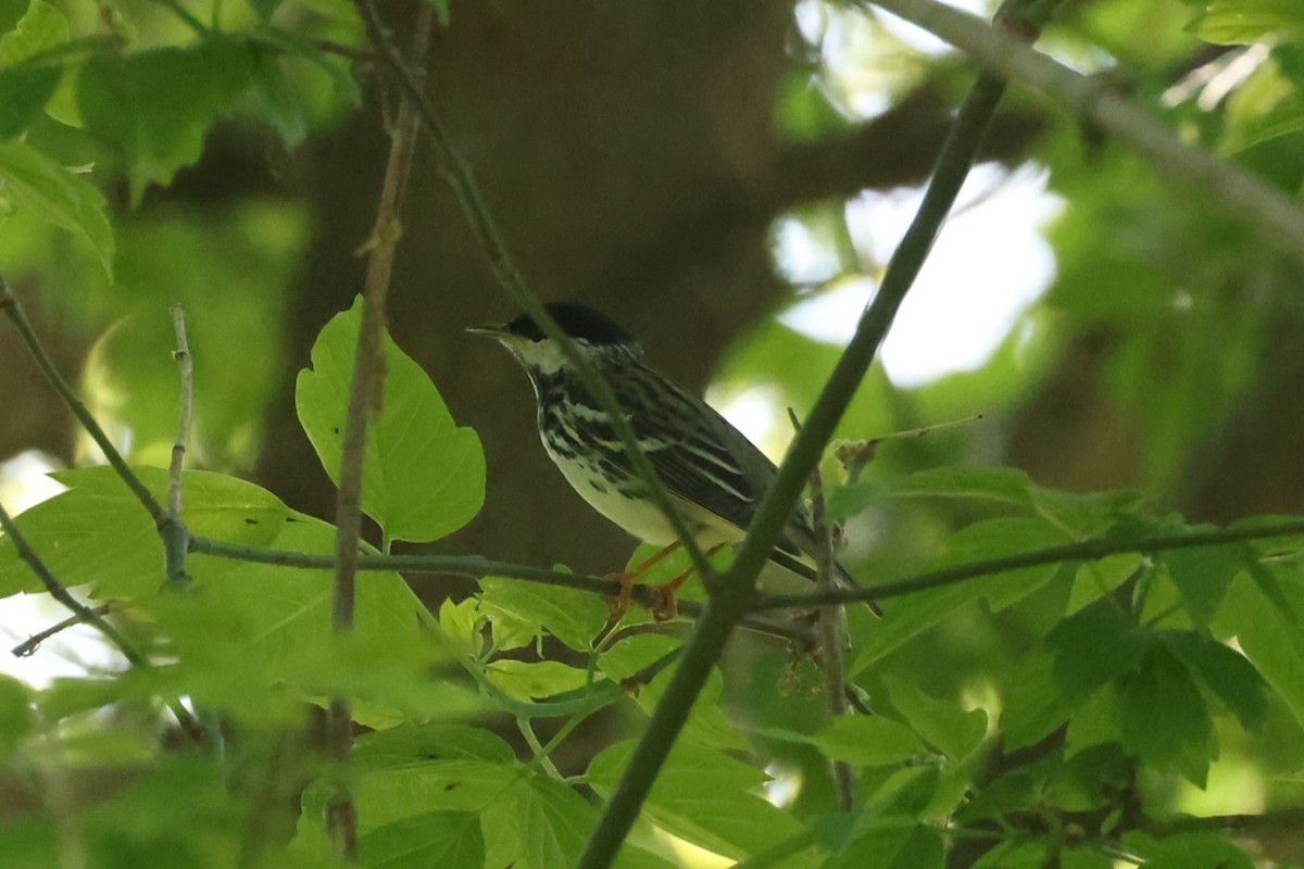 Blackpoll Warbler - ML637719659