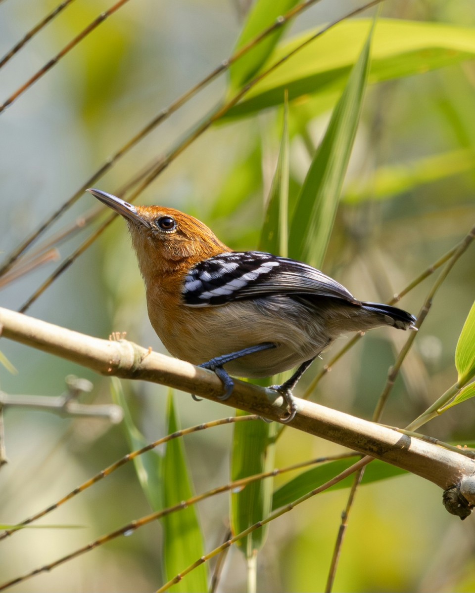 Pacific Antwren - ML637719665