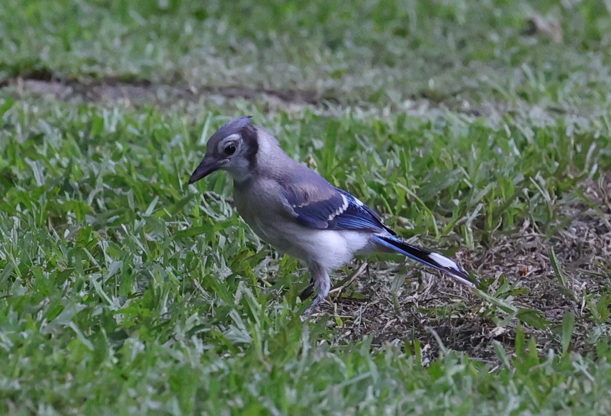 Blue Jay - ML637719675