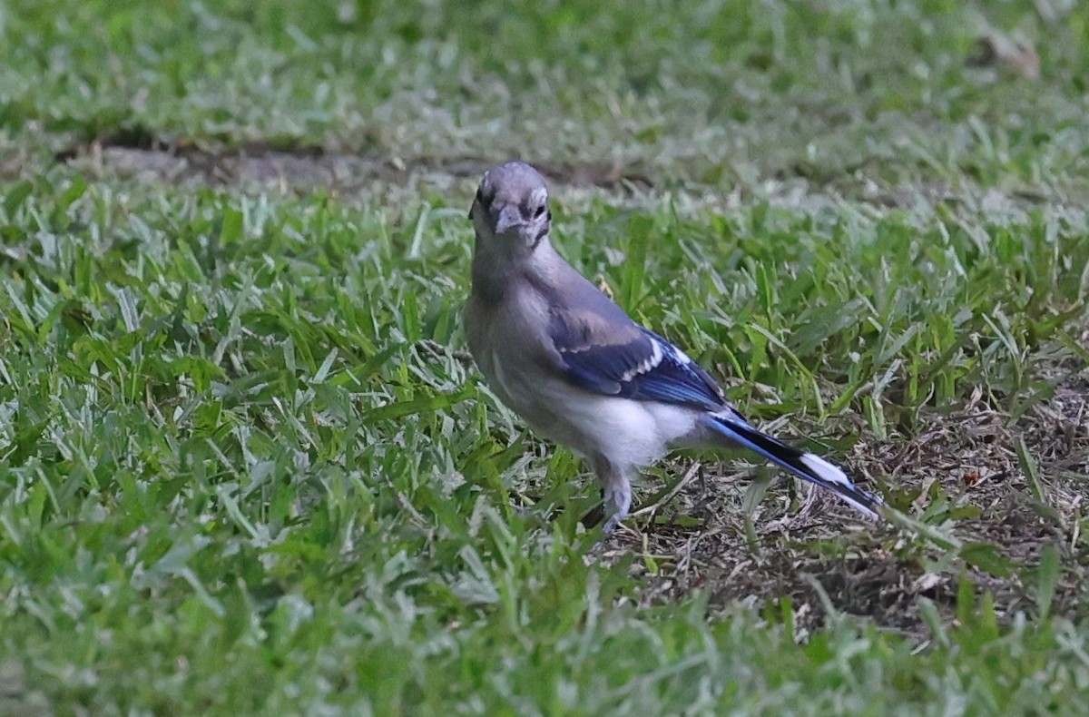 Blue Jay - ML637719676