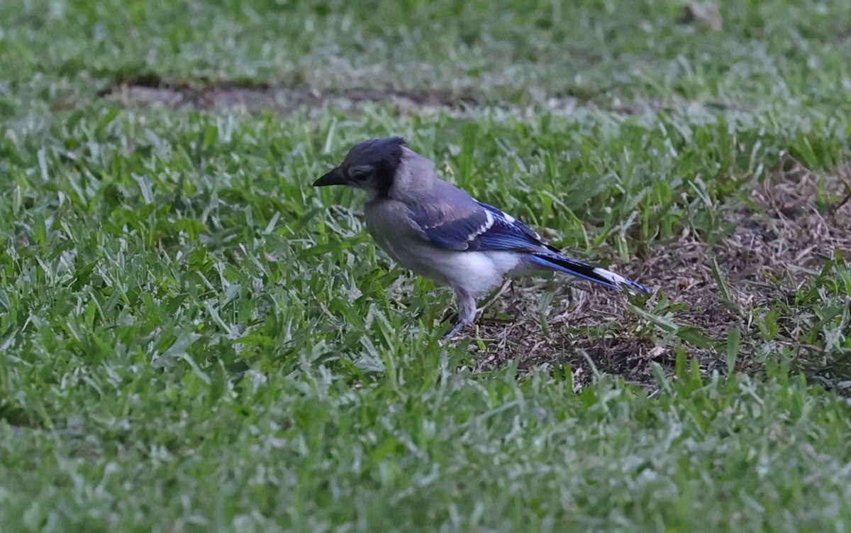 Blue Jay - ML637719677