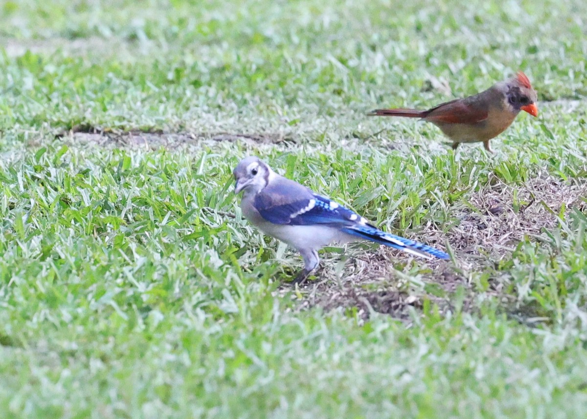 Blue Jay - ML637719678