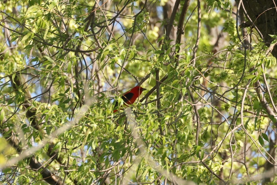 Scarlet Tanager - ML637719688