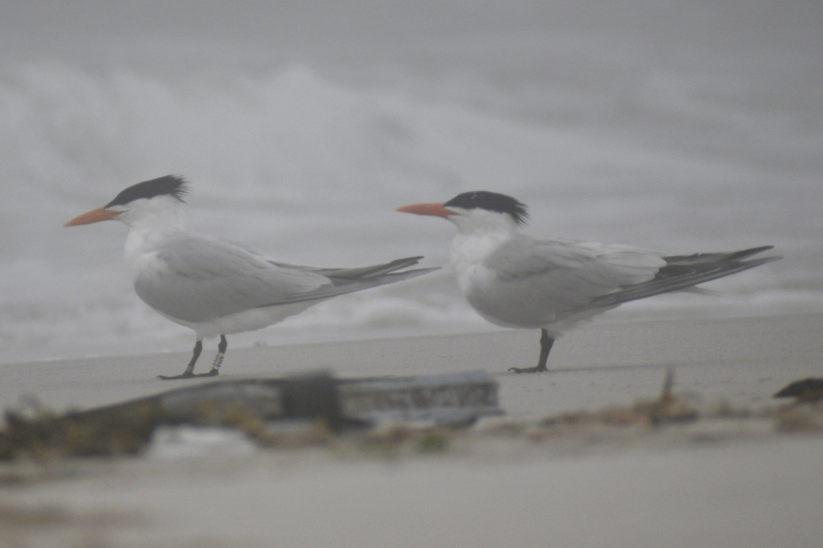 Royal Tern - ML637719708