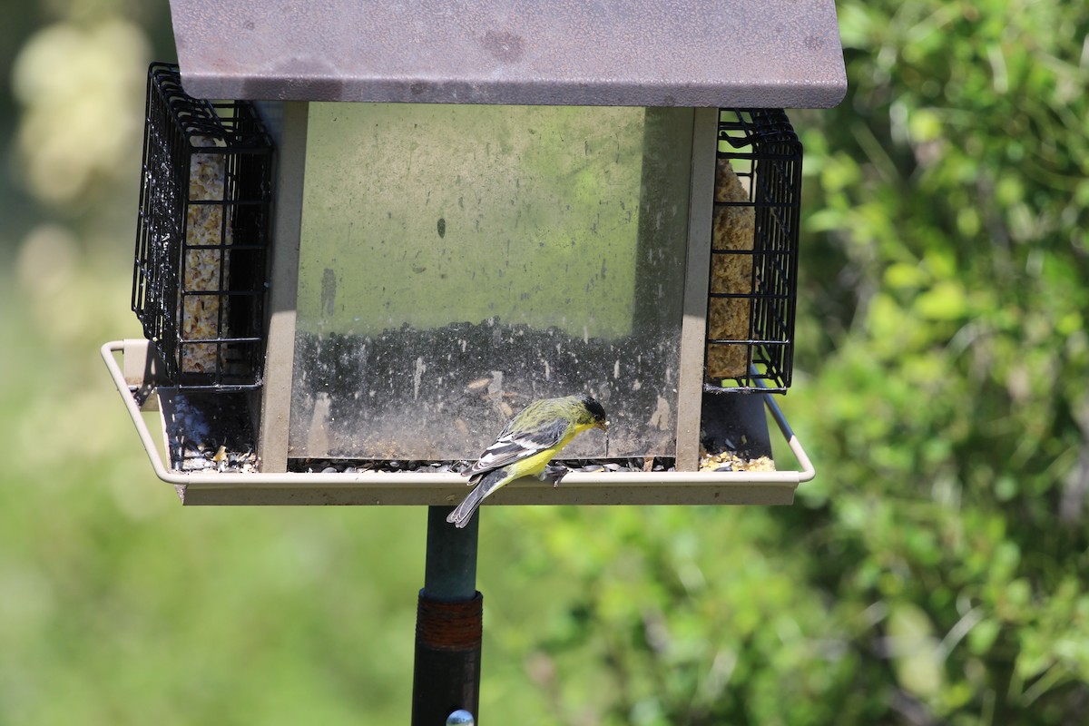 Чиж малий - ML637719729