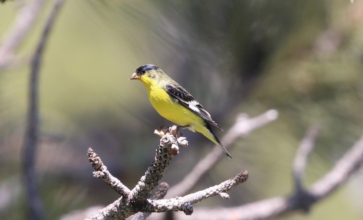 Чиж малий - ML637719745