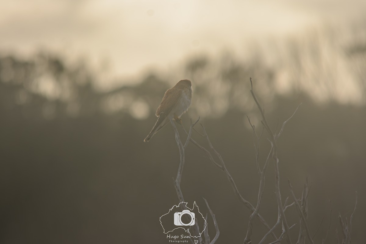 Nankeen Kestrel - ML637719769