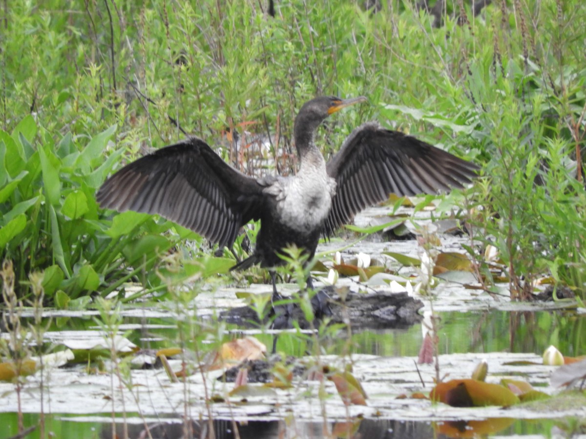 Double-crested Cormorant - ML637719771