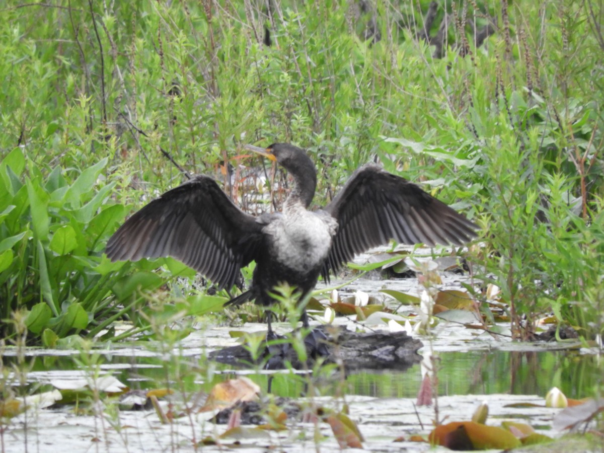 Double-crested Cormorant - ML637719777