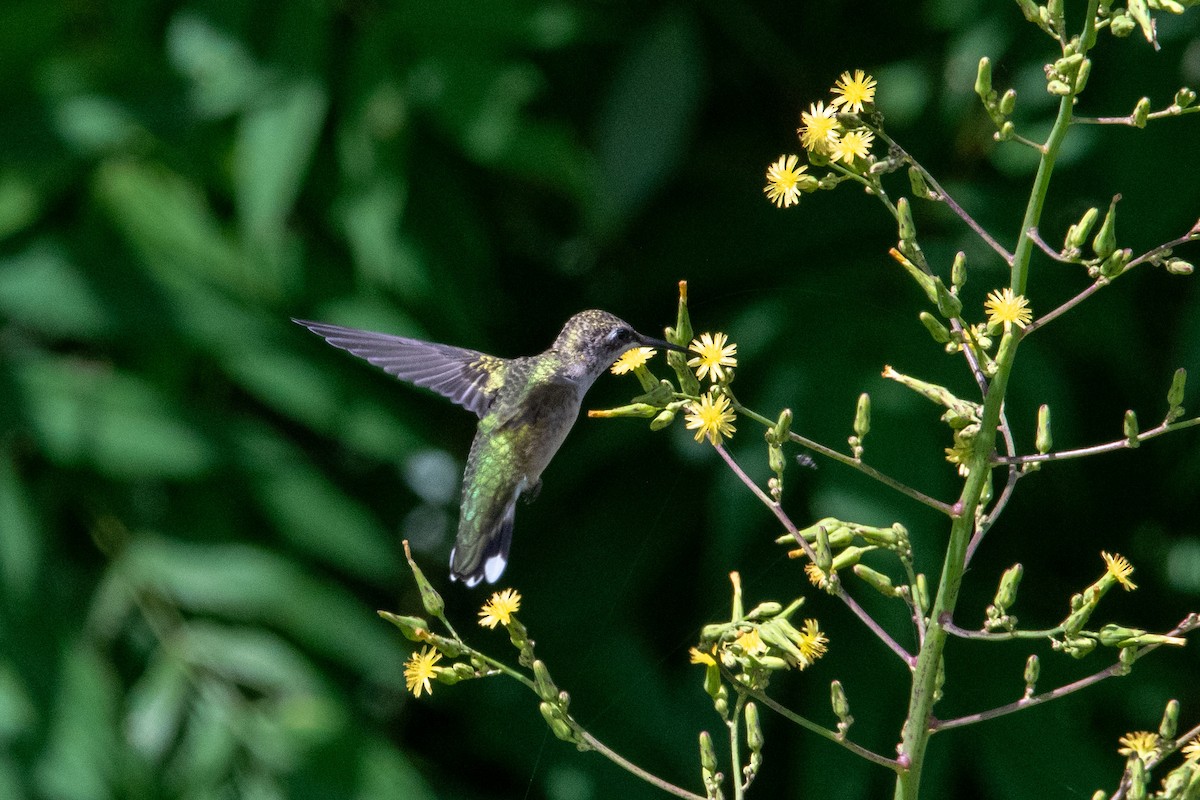 Ruby-throated Hummingbird - ML637719894
