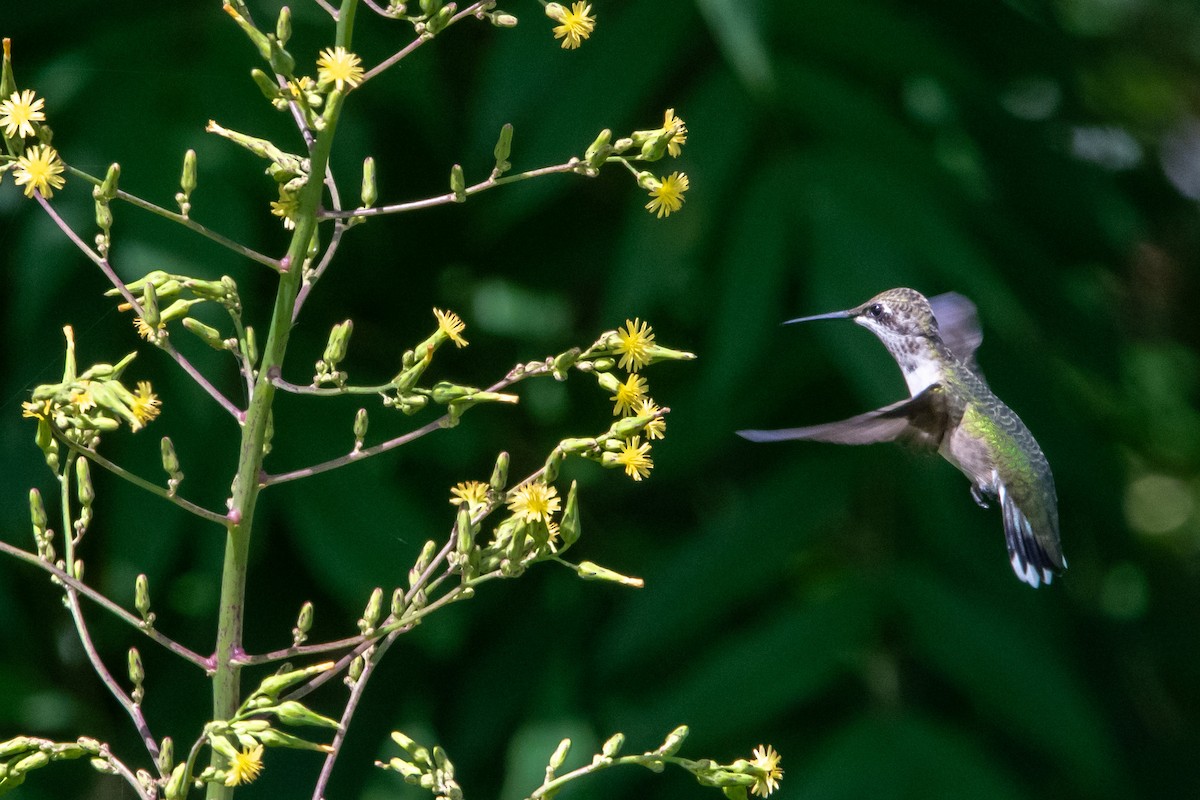 Ruby-throated Hummingbird - ML637719895