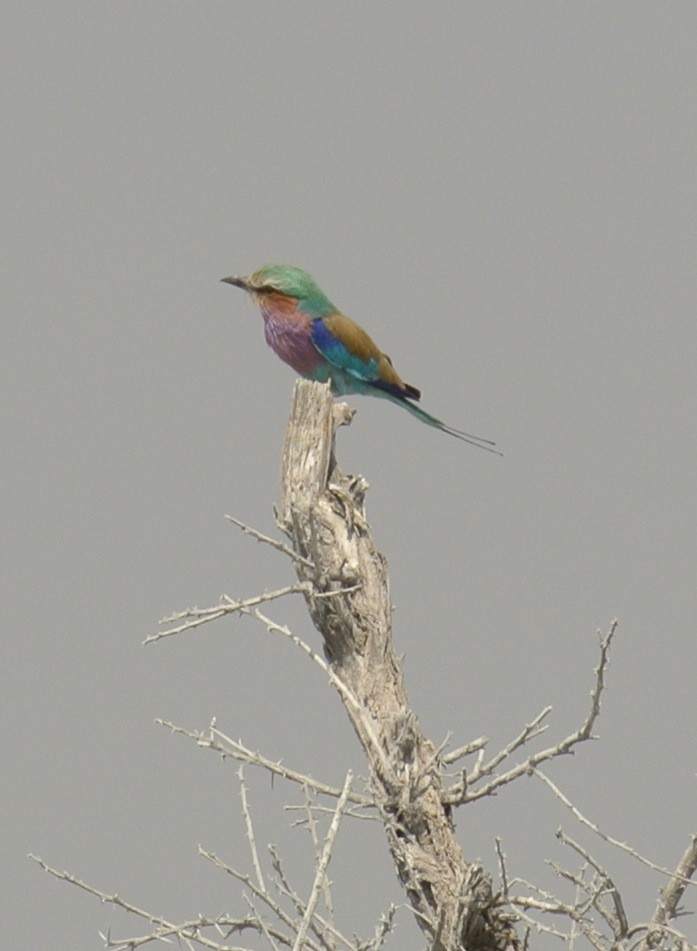 Lilac-breasted Roller - ML637719903