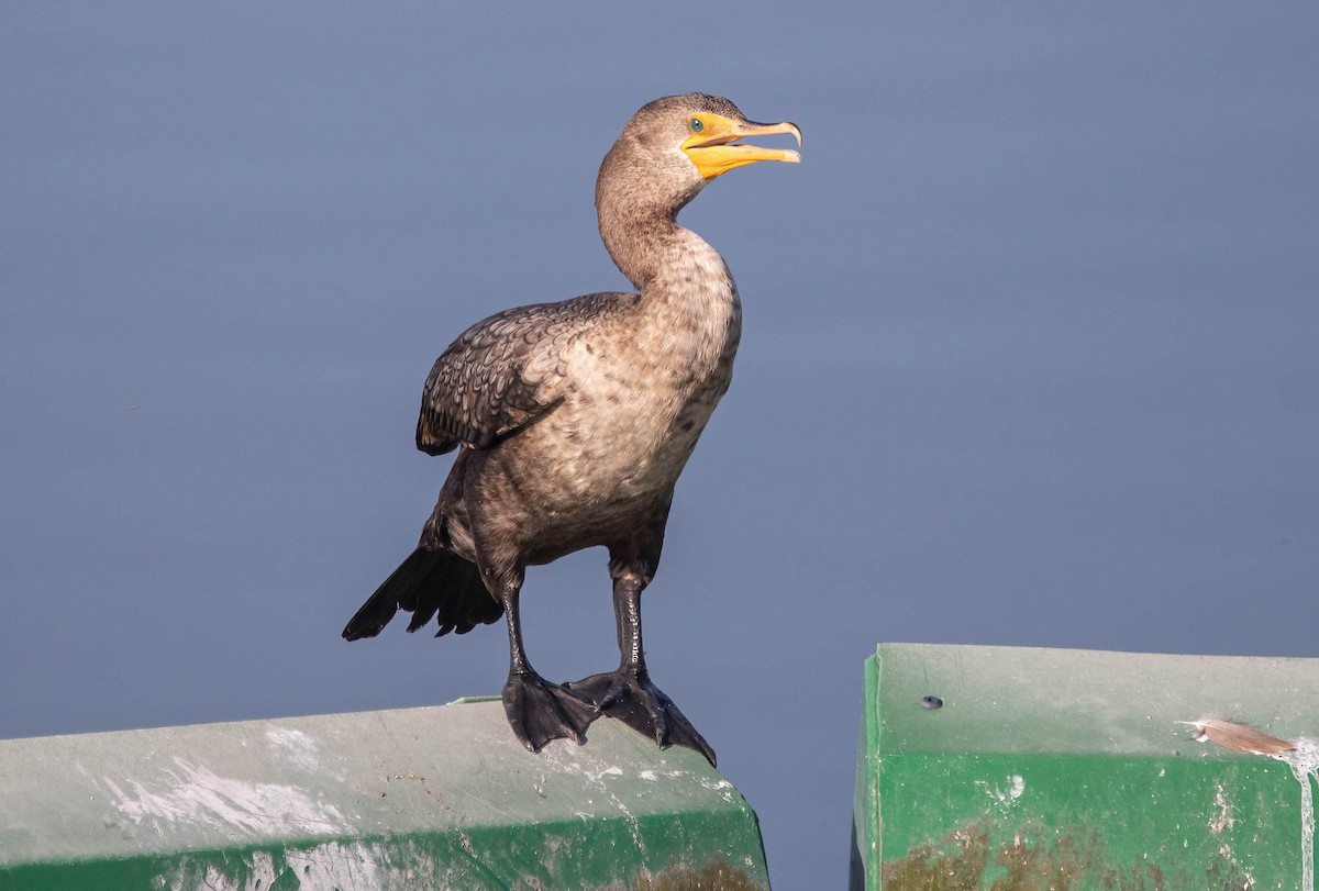Double-crested Cormorant - ML637719904