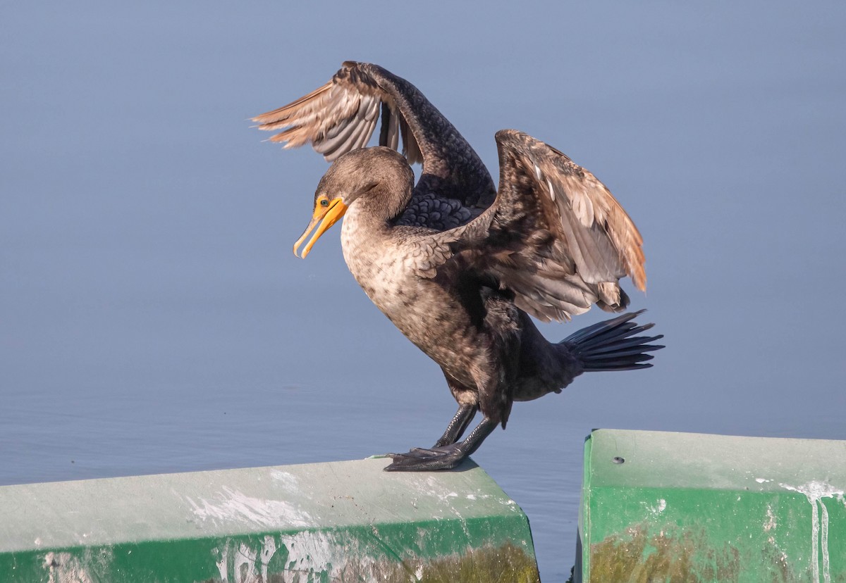 Double-crested Cormorant - ML637719905