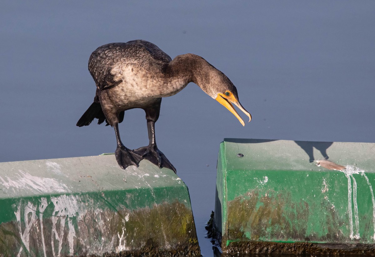 Double-crested Cormorant - ML637719906
