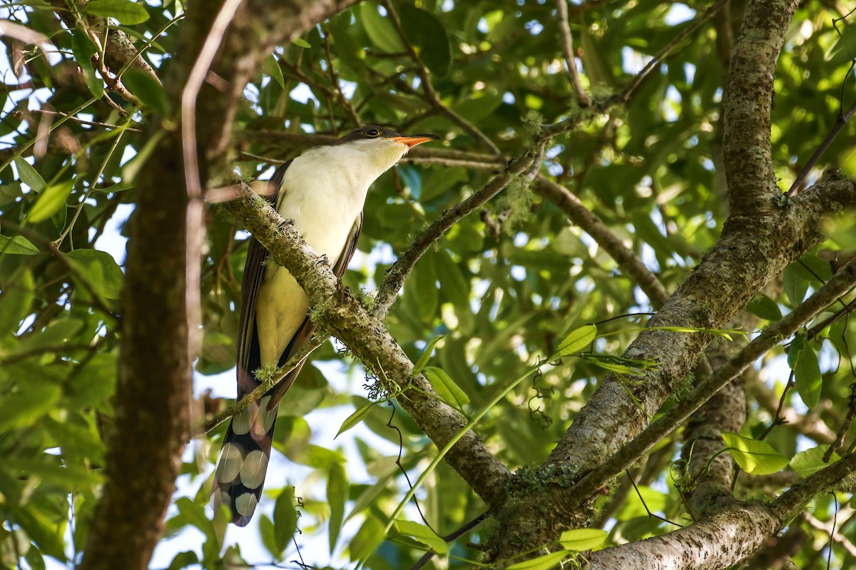 eBird Checklist - 21 Apr 2025 - Dauphin Island--Goat Tree - 44 species