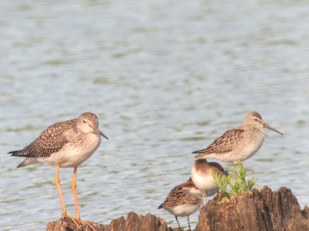 Stilt Sandpiper - ML637719955