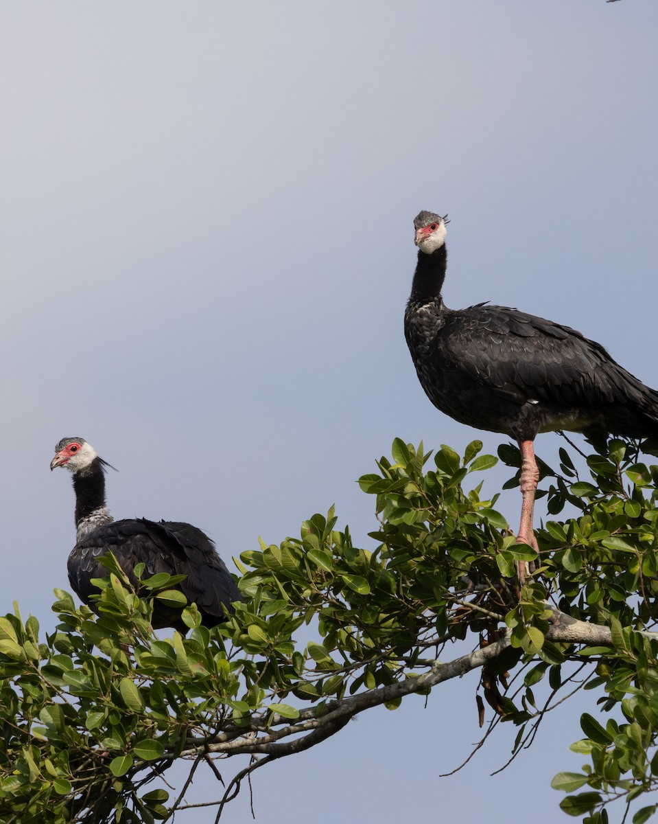 Northern Screamer - ML637719977