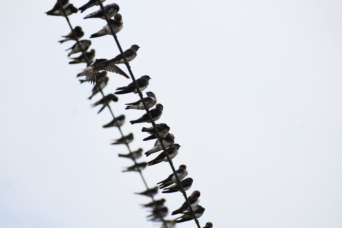 Streak-throated Swallow - ML637720003