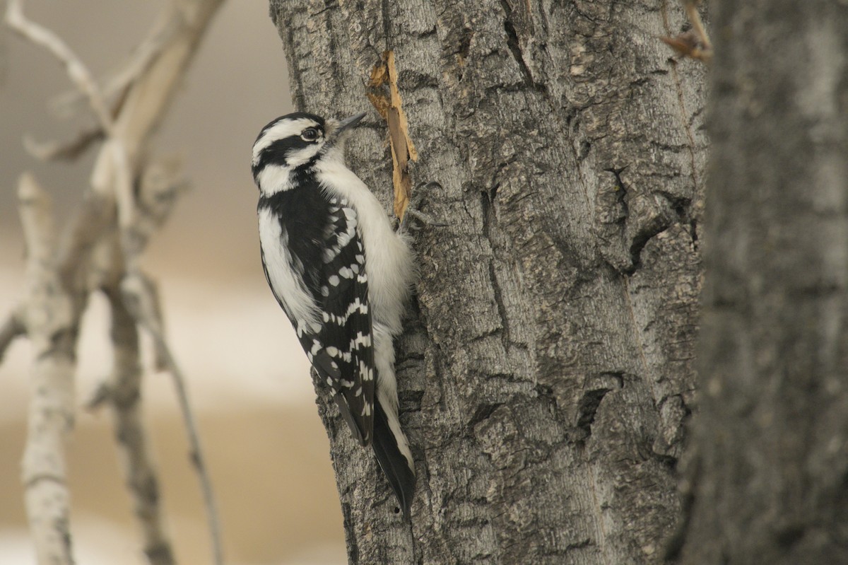 Downy Woodpecker - ML637720036