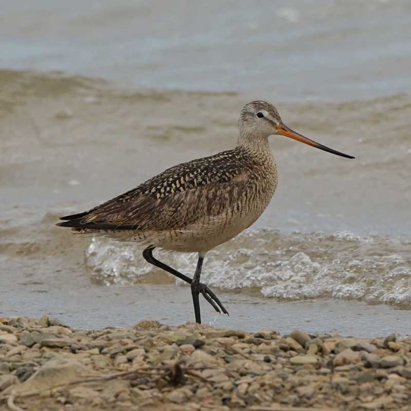 Marbled Godwit - ML637720057