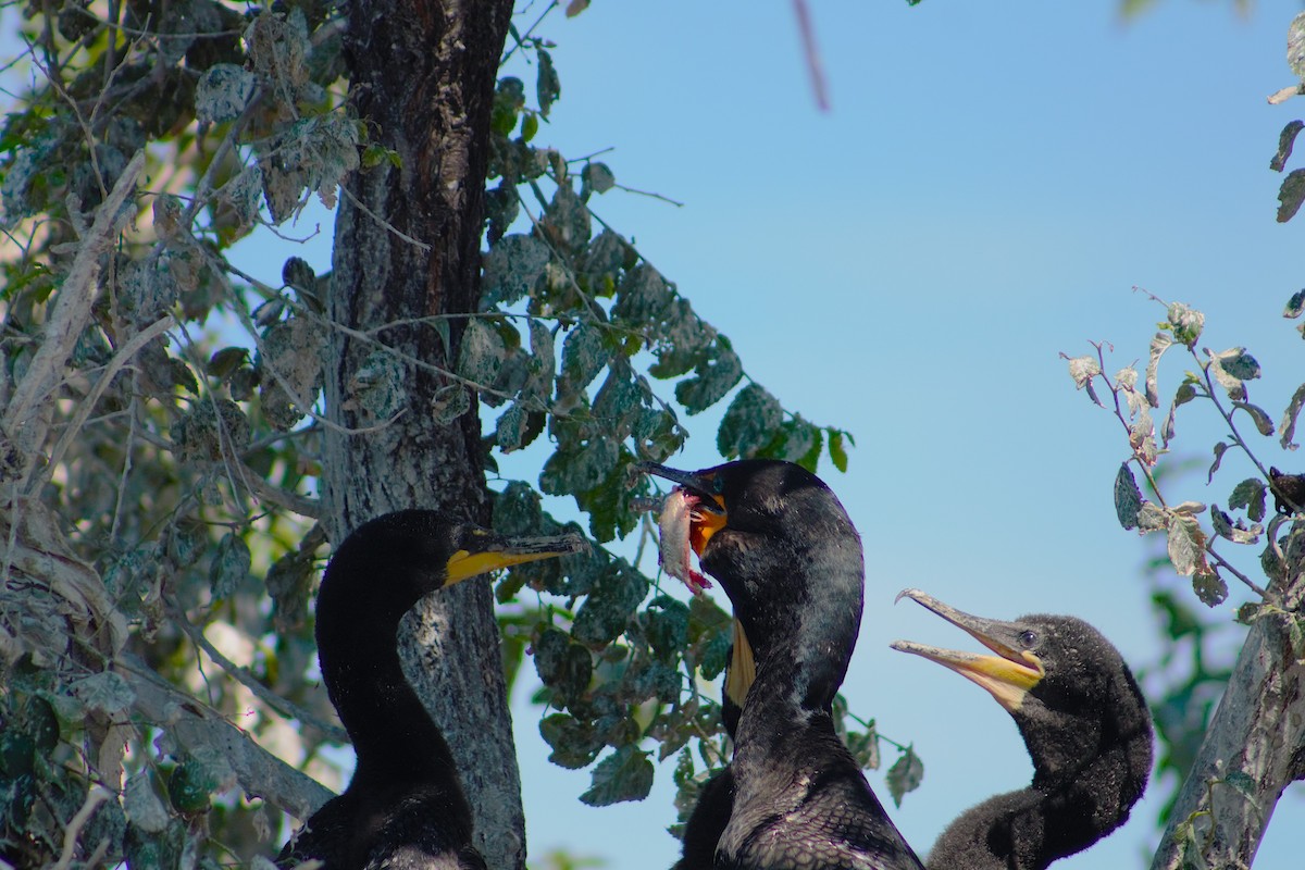 Double-crested Cormorant - ML637720073