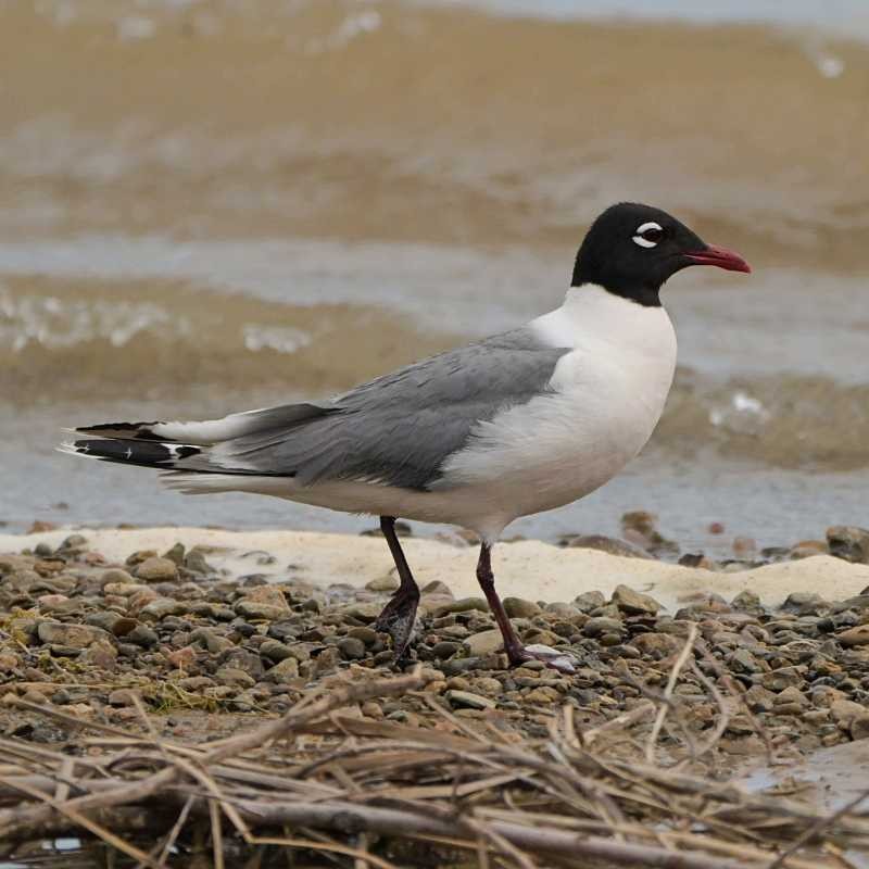 Franklin's Gull - ML637720074