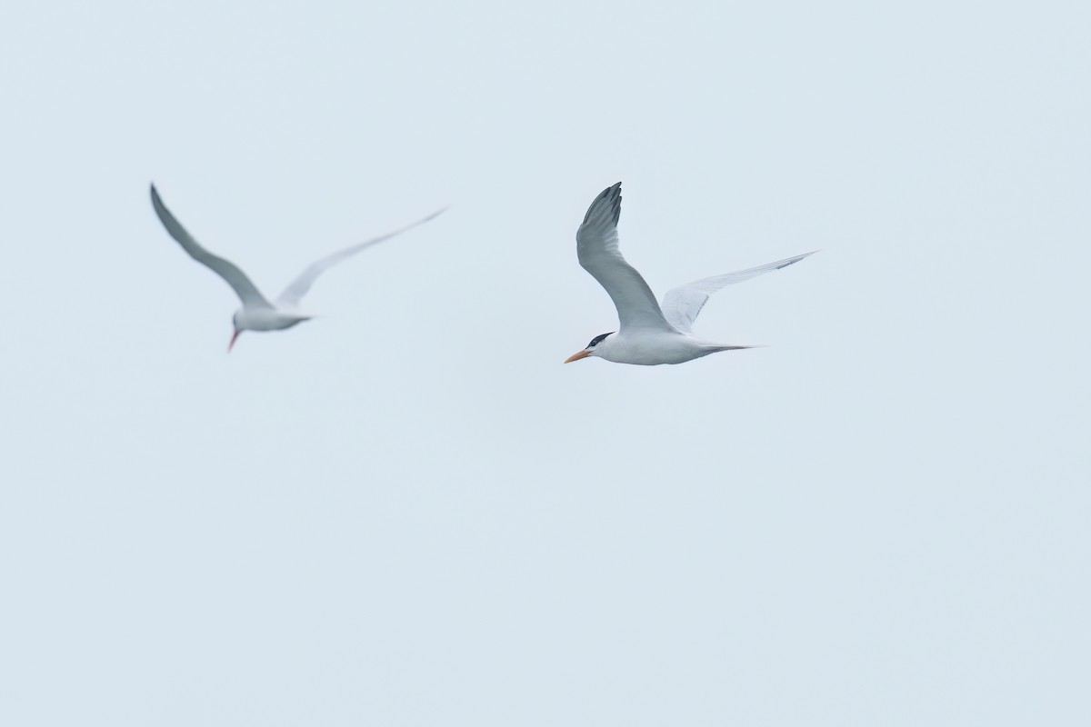 Royal Tern - ML637720075