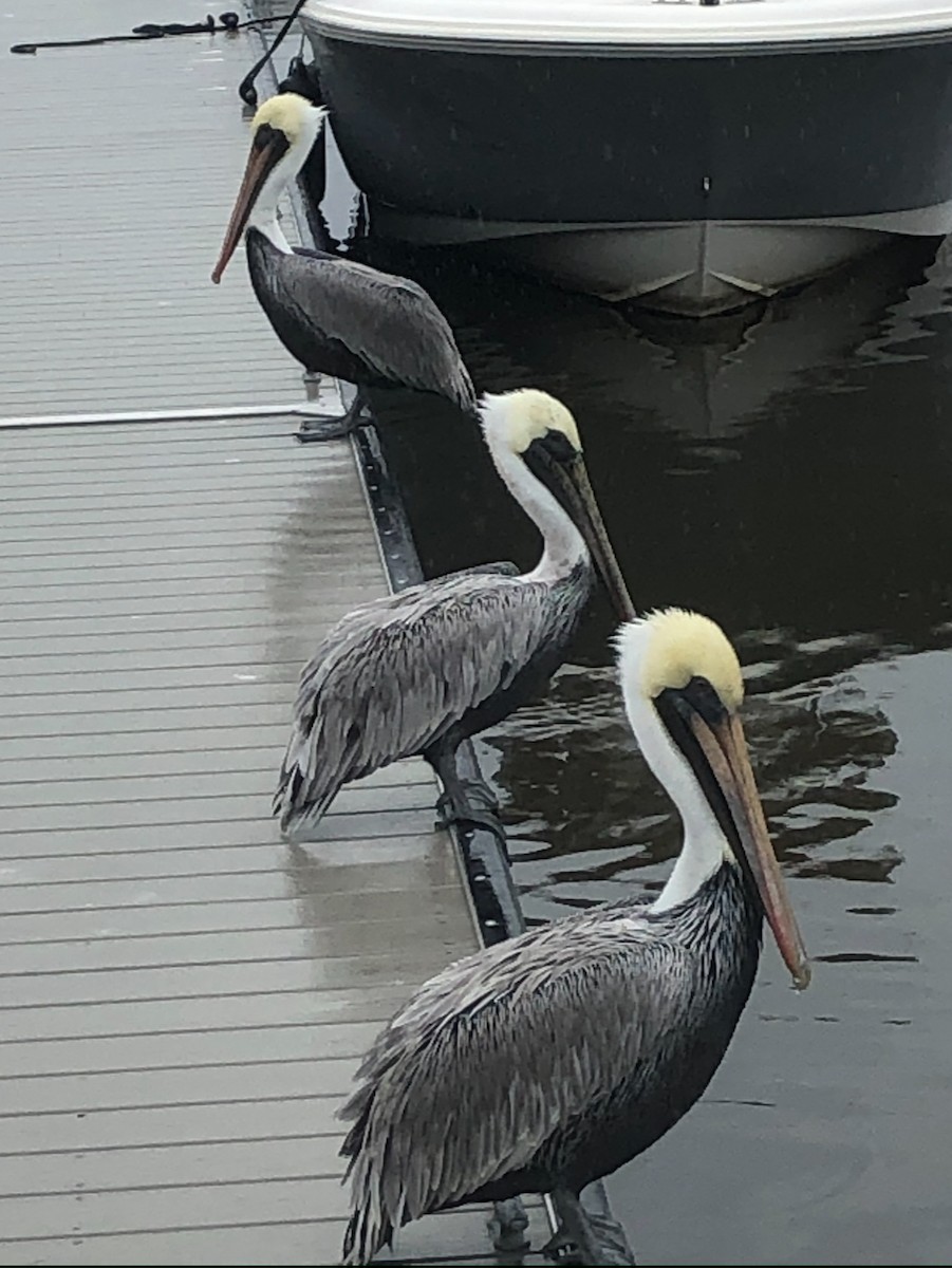 Brown Pelican - ML637720080