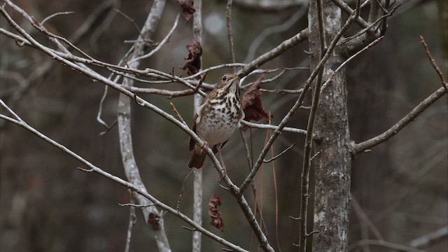 Hermit Thrush (faxoni/crymophilus) - ML637720094