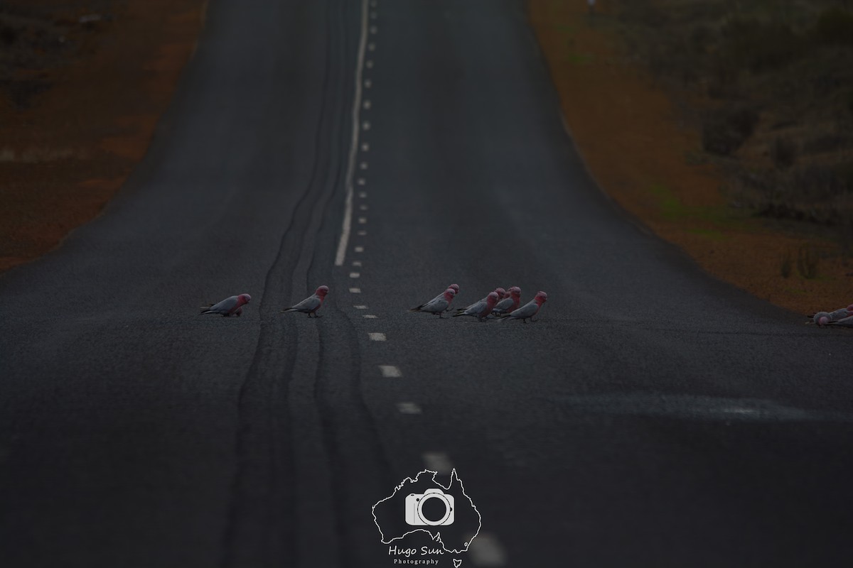 Galah - ML637720143