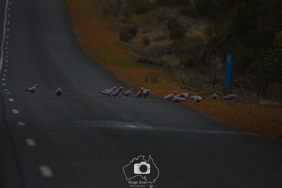 Galah - ML637720144