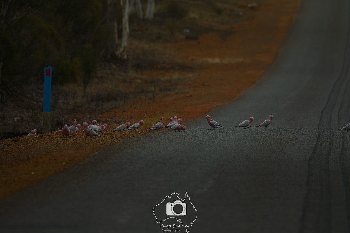 Galah - ML637720145