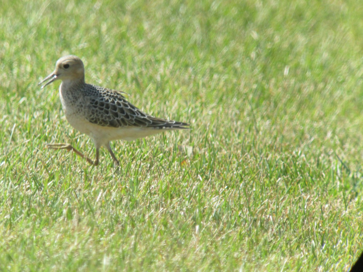 Buff-breasted Sandpiper - ML637720171