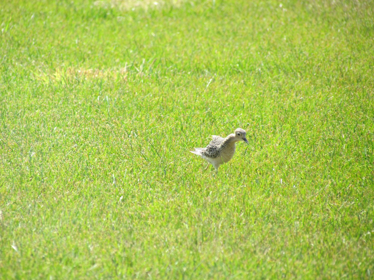 Buff-breasted Sandpiper - ML637720172
