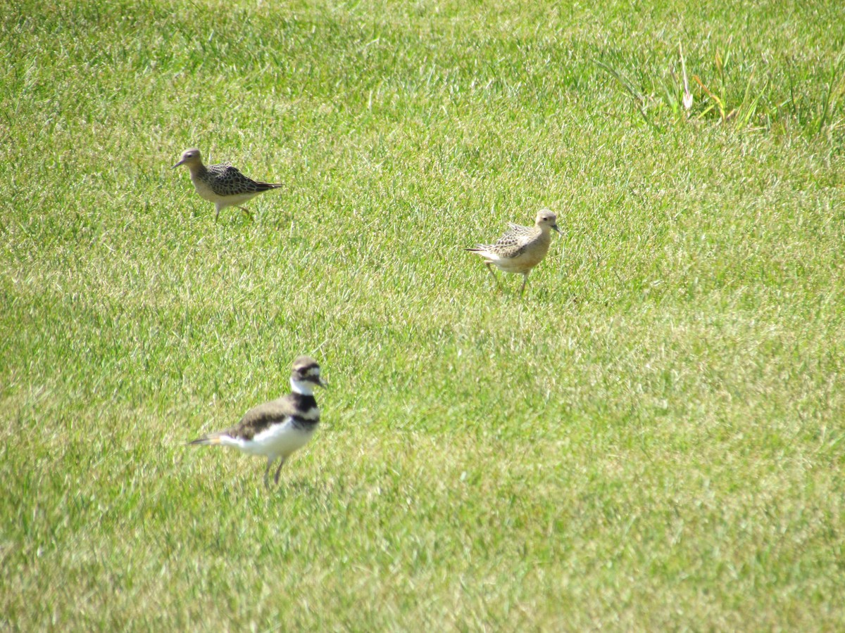 Buff-breasted Sandpiper - ML637720174