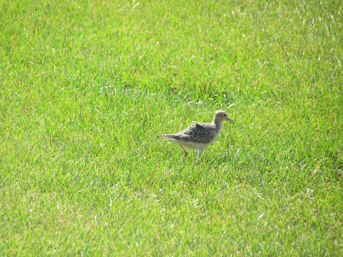 Buff-breasted Sandpiper - ML637720176