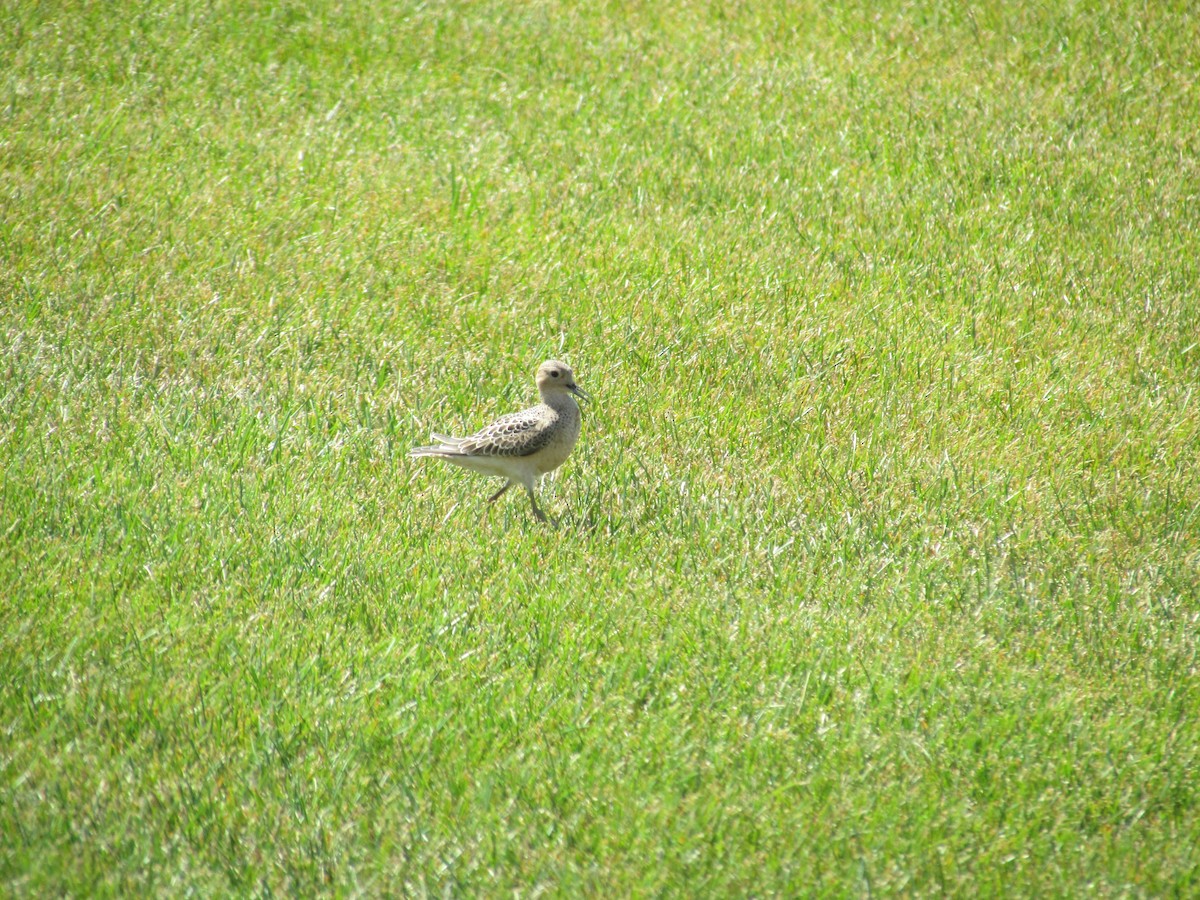 Buff-breasted Sandpiper - ML637720178